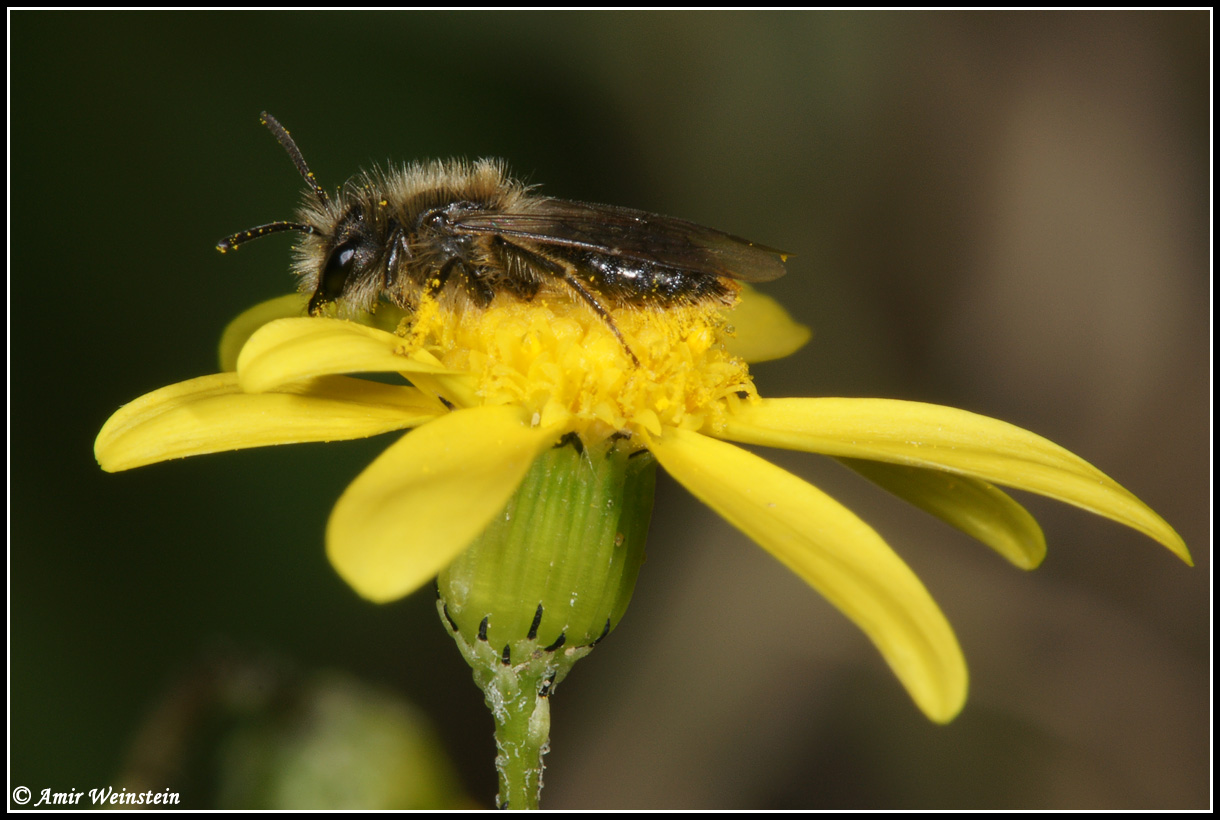 Piccola ape da identificare: Andrena cfr. taraxaci